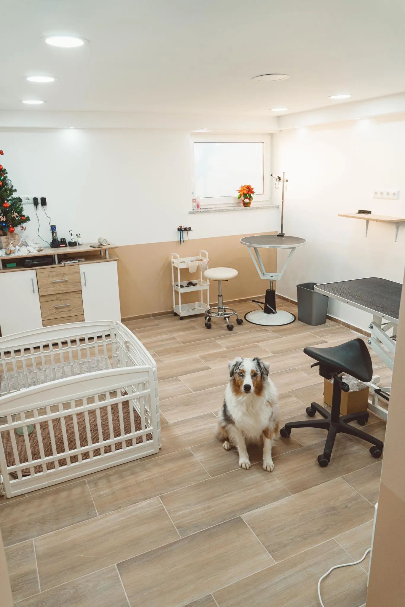 Pasji salon Sej