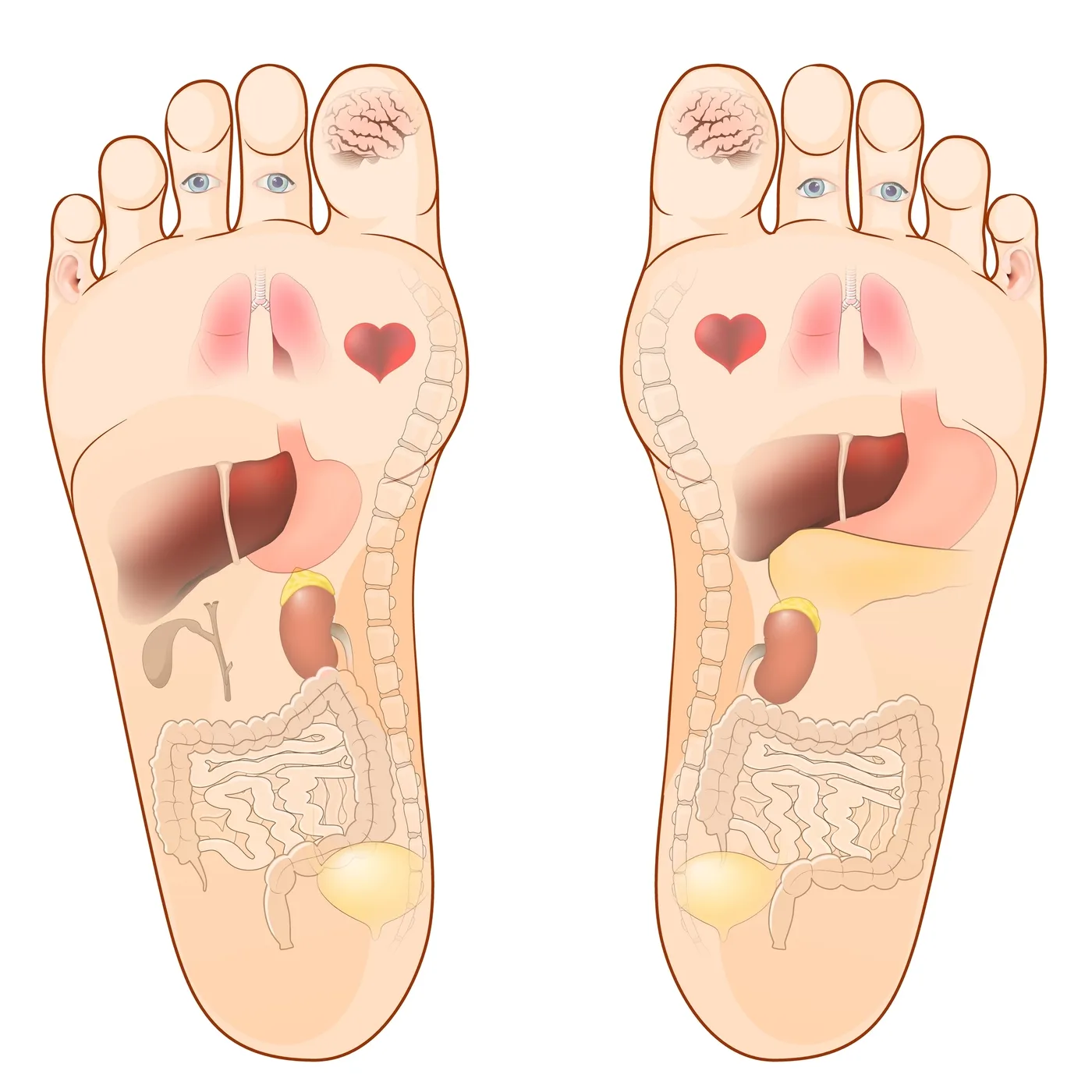 Refleksološka karta stopal — prikaz preslikave organov na levo in desno stopalo